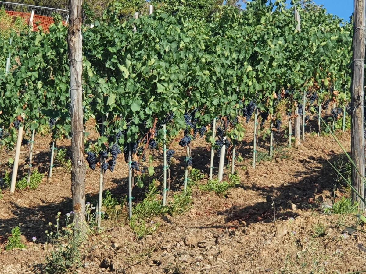 Agriturismo Le Terre Di Venere Acciaroli Bagian luar foto
